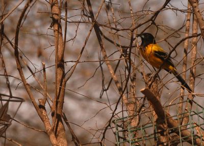 223countyaudubon'soriole2212.JPG