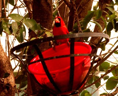 223countycardinal.JPG