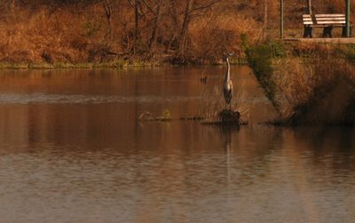 223countygreatblueheron.JPG
