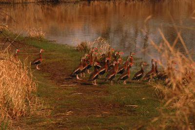 223countyblackbelliedwhistlingducks.JPG