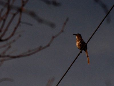 223countycurvebilledthrasher.JPG
