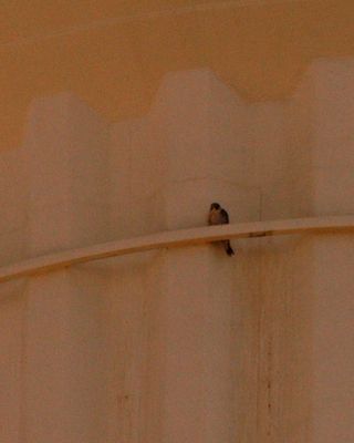 222countyperegrine.JPG