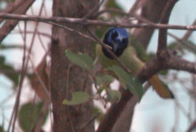 224countygreeenjay.JPG