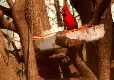 224county.cardinal444444444.JPG