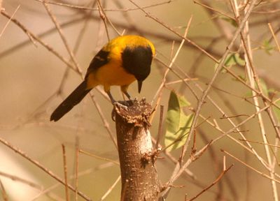 224county.audubon'soriole1111111.JPG
