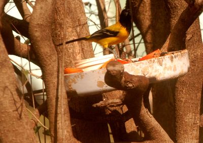 224county.audubon'soriole1111123.JPG