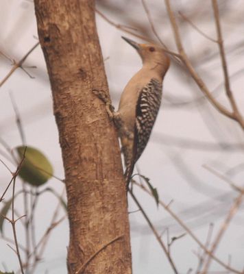 224county.goldenfron'tedwoodpecker.JPG