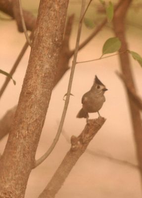 224county.blackcrestedtitmouse.JPG
