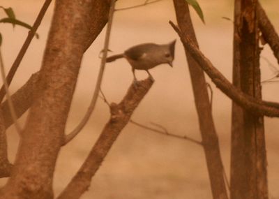 224county.blackcrested.JPG