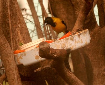 224county.audubon'soriole8888888888.JPG