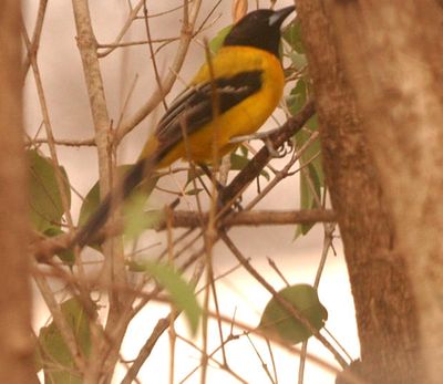 224county.audubon's12345678.JPG