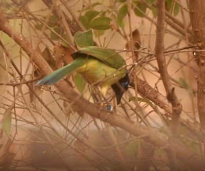 224county.greenjay11111111.JPG