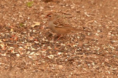 224county.whitecrownedsparrow.JPG