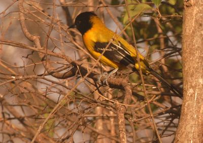 225countyaudubon'soriole1234.JPG