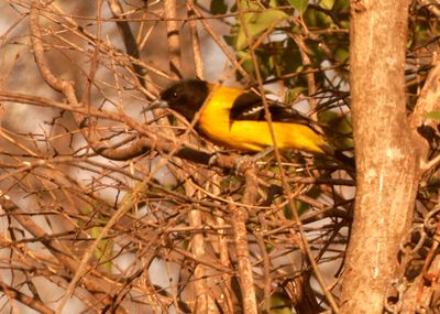 225countyaudubon'soriole8888888888.JPG