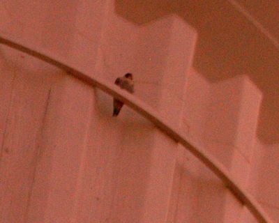 227county.peregrine.JPG