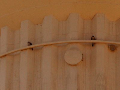 227county.peregrinessssssssw.JPG