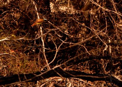227county.greatkiskadee222222222222.JPG