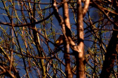 227county.vermilionflycatcher.JPG