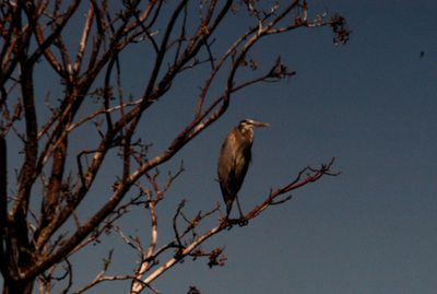 227countygreatblueheron.JPG