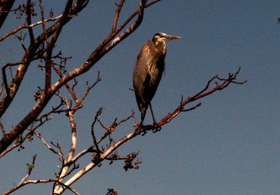 227countygblueheron