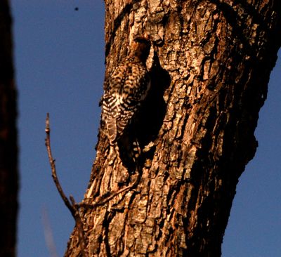 227countyyellowbelliedsapsucker.JPG