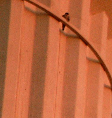 227countyperegrine22222444444.JPG