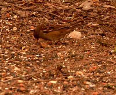 227countybird.JPG