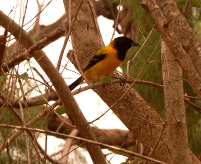 227countyaudubon's777777777