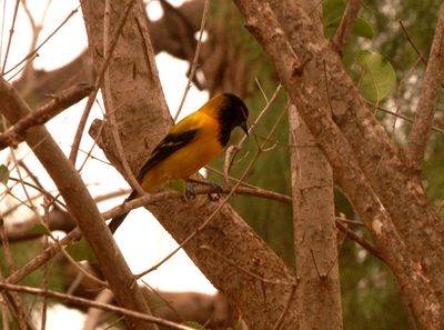 227countyaudubon'soriole9999999.JPG
