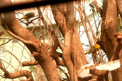 227countyaudubonpairrrrrrrrr.JPG