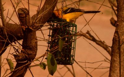 227countyaudubonhardfeed.JPG
