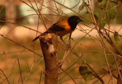 227countyaudubon'soriole345