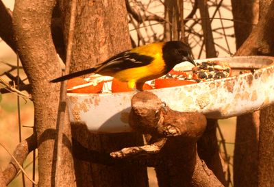 227countyoriole585.JPG
