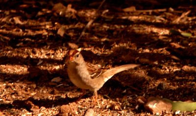 227countywhitecrownedsparrow.JPG