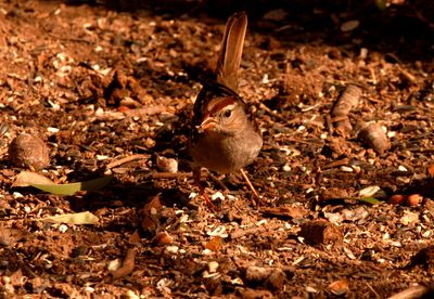 227countywhitecsparrow