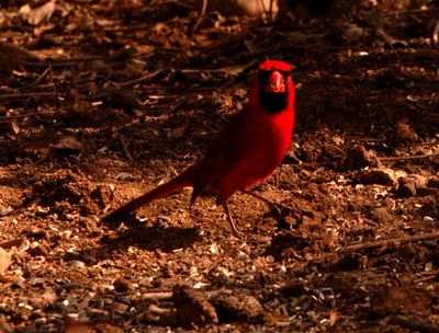 228countypretty cardinal.JPG