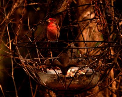 228countyhousefinch22222222.JPG
