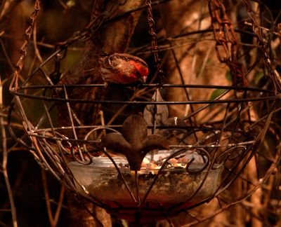 228countyhousefinch.JPG