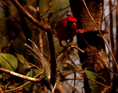 228countycardinal.JPG
