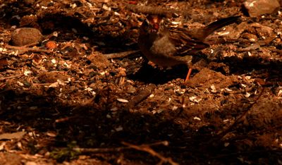 228countywhite2crownedsparrow.JPG