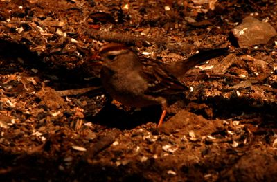 228countywhitcrwsparrow.JPG