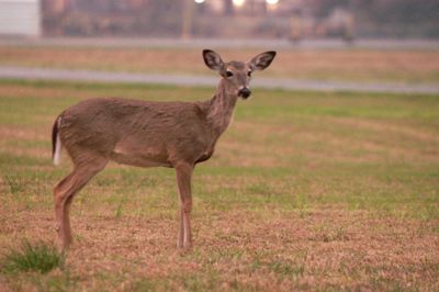 31countydeer.JPG