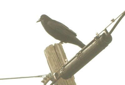 31countycommonraven.JPG