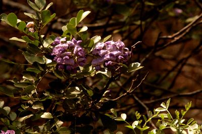 31countytexasmountainlaurel.JPG