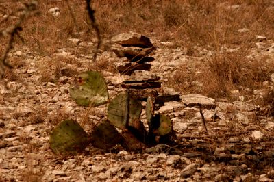 31countytrailmarkerssssssssssss.JPG