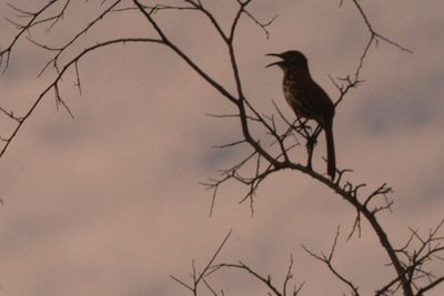 31countycurvebilled.JPG