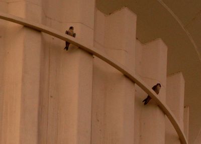 31countyperegrines.JPG