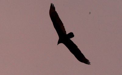 32countyturkeyvulture.JPG