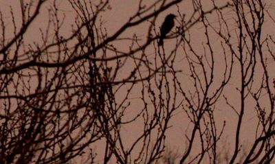 32countybird22222222.JPG